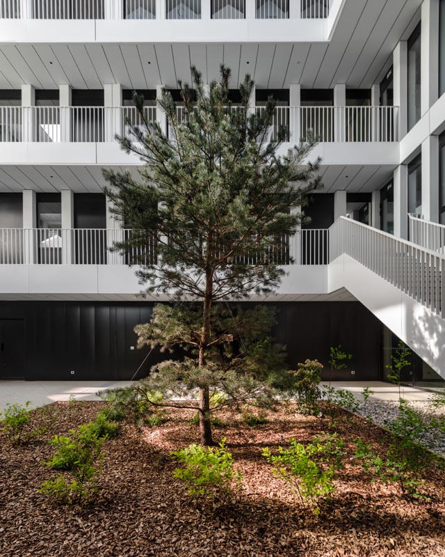 cour-int-arbre